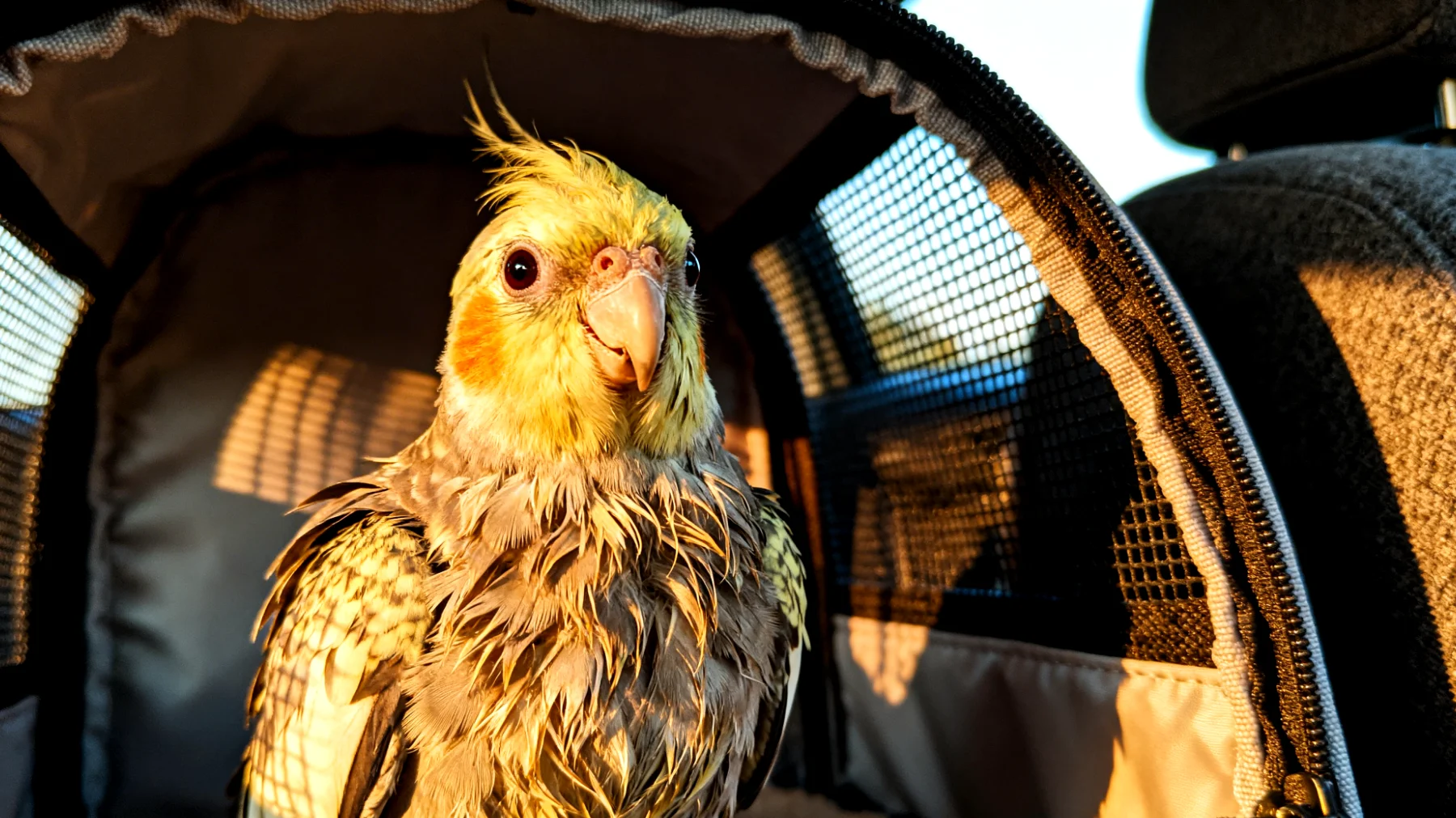 Nymphensittiche leiden während Reisen oft unter erheblichem Stress durch Transportboxen, Lärm und Umgebungsveränderungen, was zu Angst, Federrupfen und gesundheitlichen Problemen führen kann"