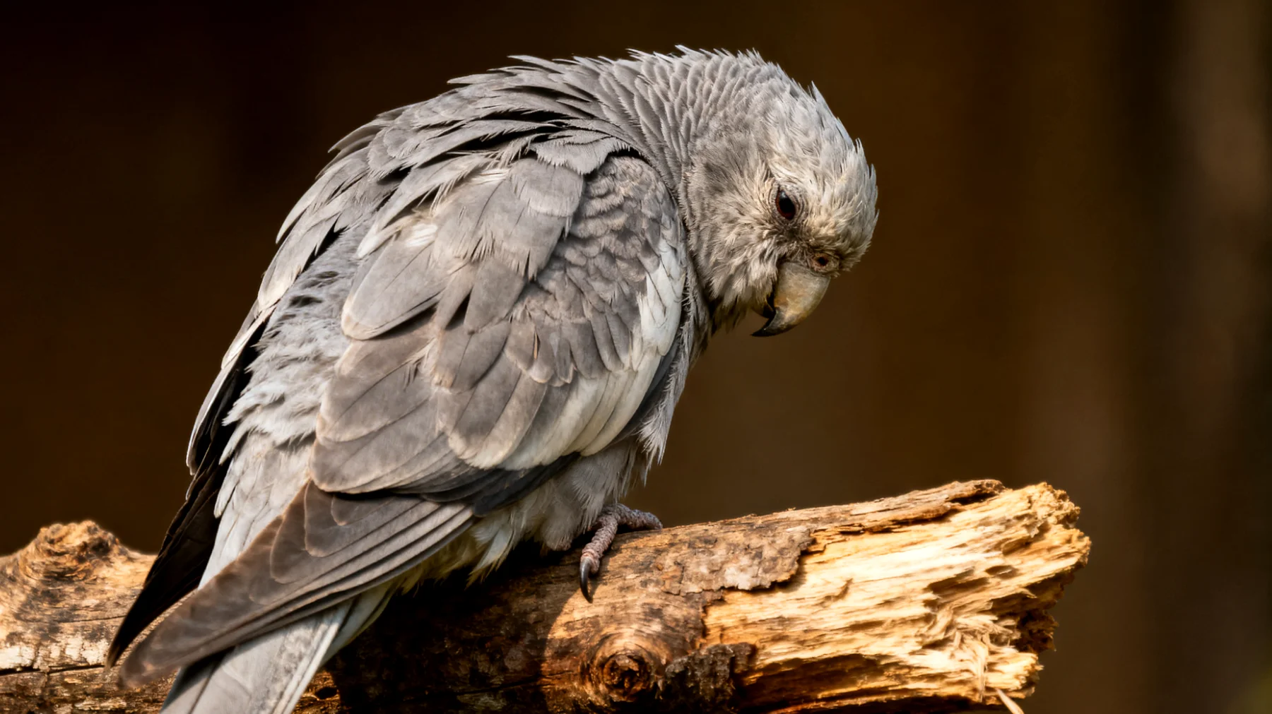 Ältere Nymphensittiche leiden häufig unter chronischem Stress durch altersbedingte Veränderungen wie Arthritis, verminderte Sehkraft und Hörverlust, was zu Unruhe, Federrupfen und verminderter Lebensqualität führt"
